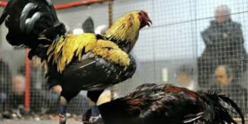 Cá Cược Đá Gà Kèo 789win