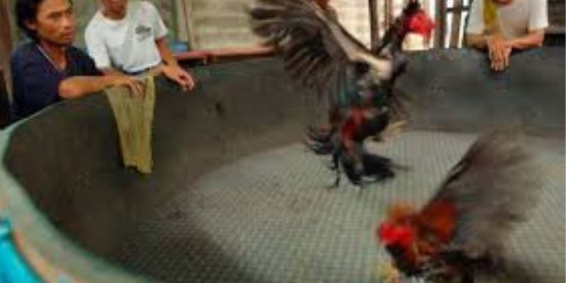 Chiến thuật chọn kèo